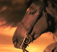 Cheval de Guerre	- Photo
